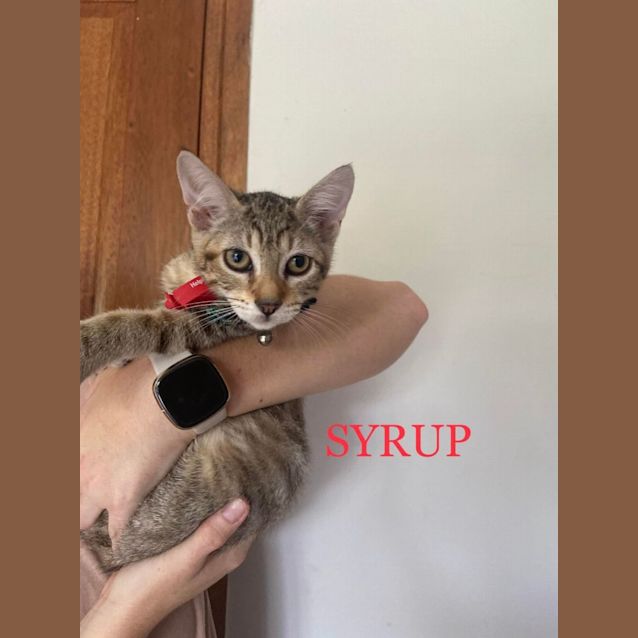 Photo of Syrup