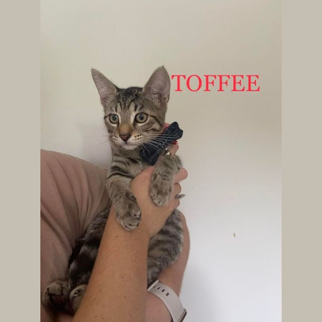 Photo of Toffee