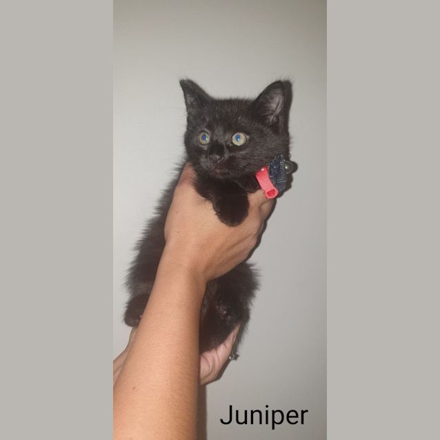 Photo of Juniper