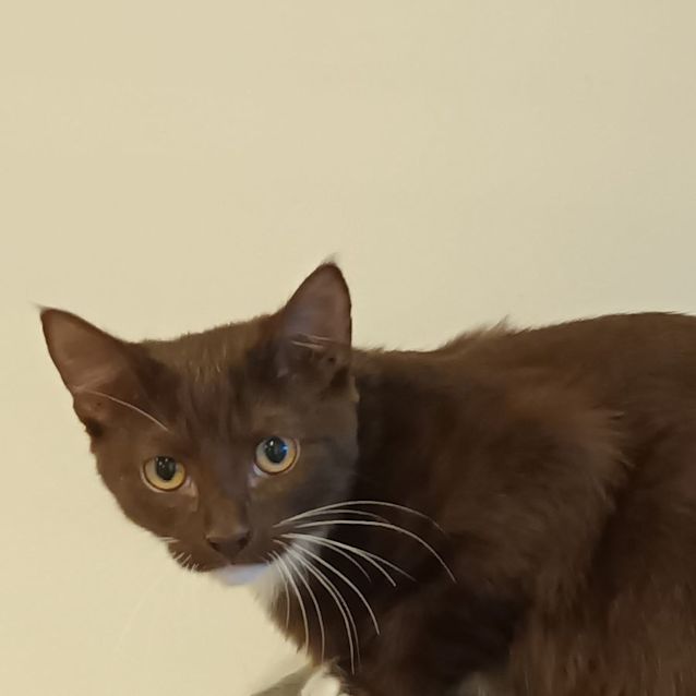 Photo of Milo Sho **2nd Chance Cat Rescue**