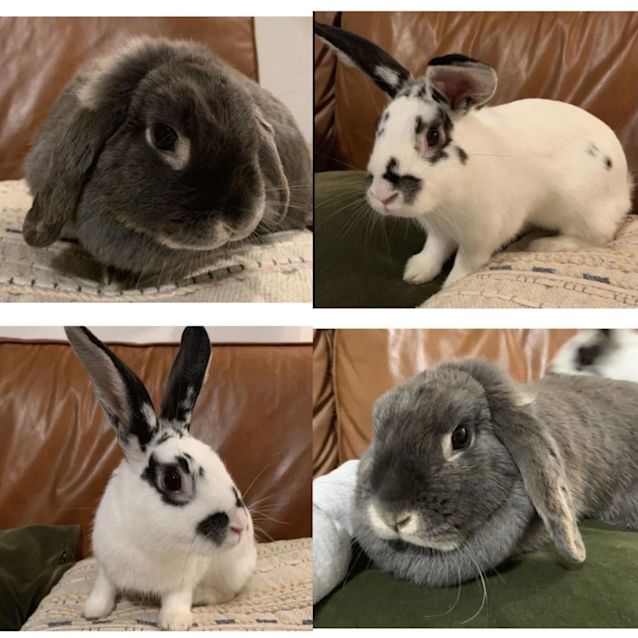 Miss Lola - Female Mini Lop Rabbit in VIC - PetRescue