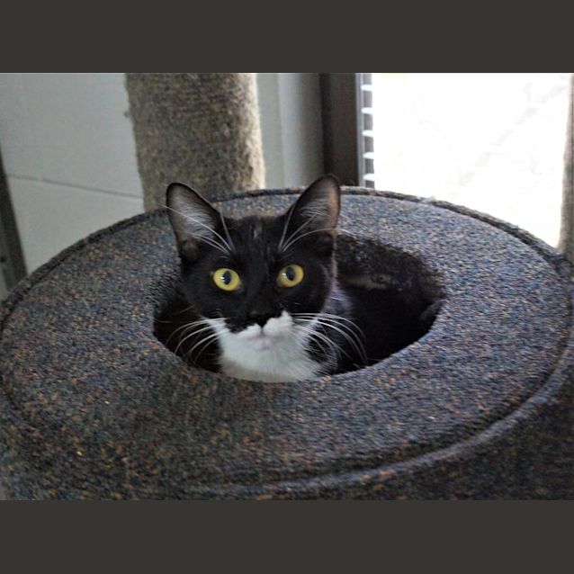 Photo of Oreo