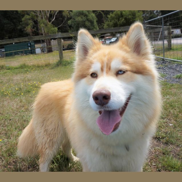 Photo of Mishka