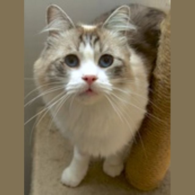 Photo of Cleopatra