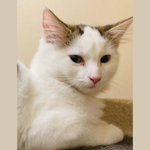 Photo of Sweet Potato   Located In Lower Templestowe