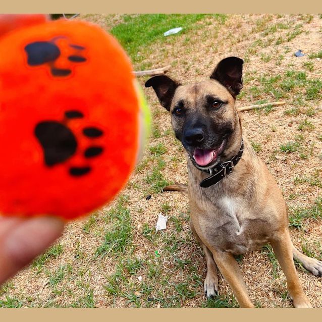 Photo of Dewie Db517