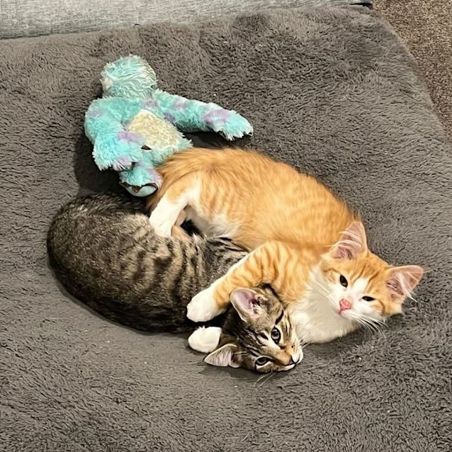 Photo of Eli & Elvis 