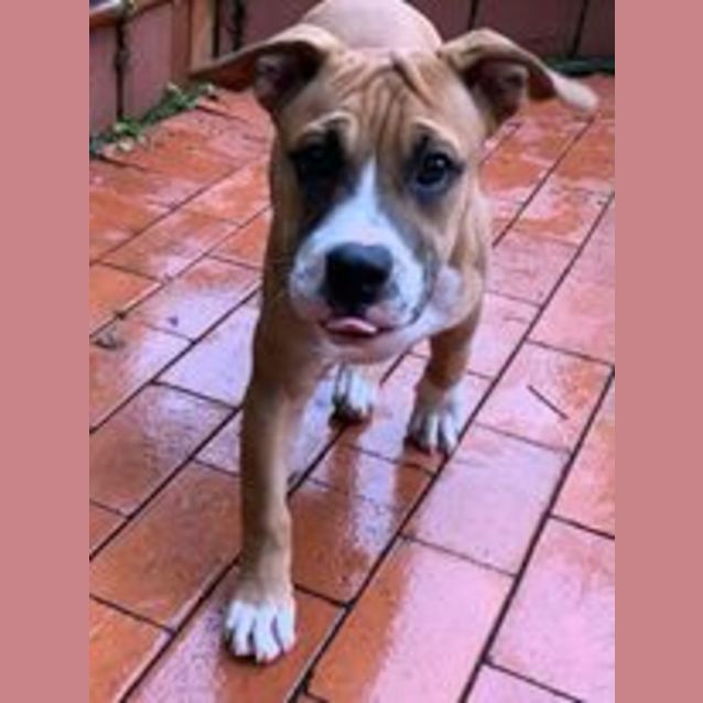 Photo of Lola
