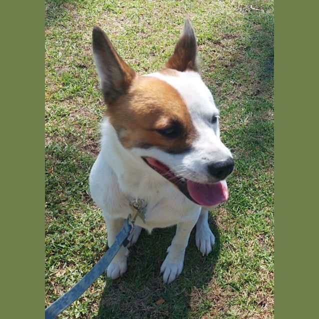 Photo of Patch