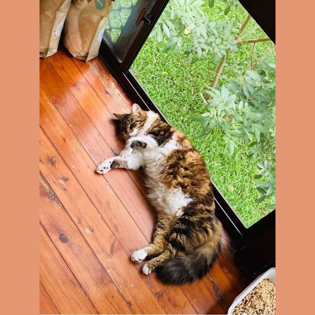 Photo of Peanut