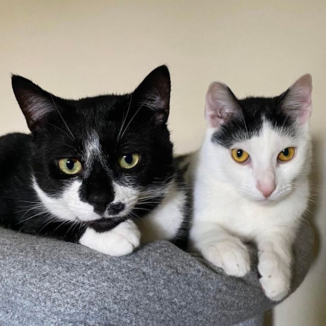 Photo of Jester And Billy   Located In Gowanbrae