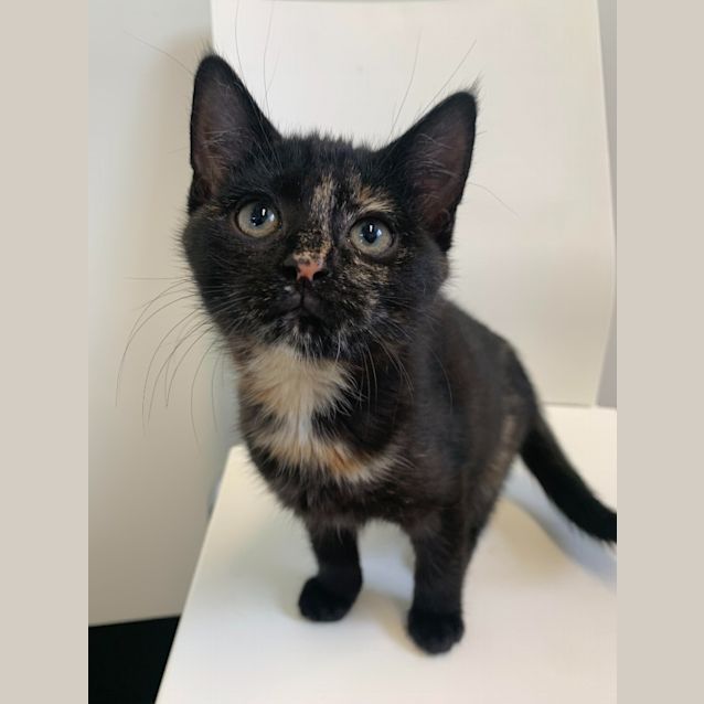 Photo of Missy