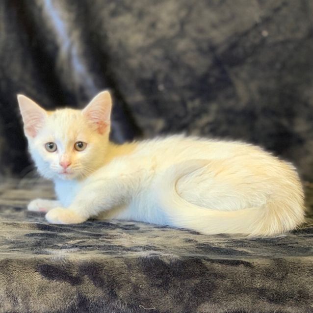 Photo of Betty White