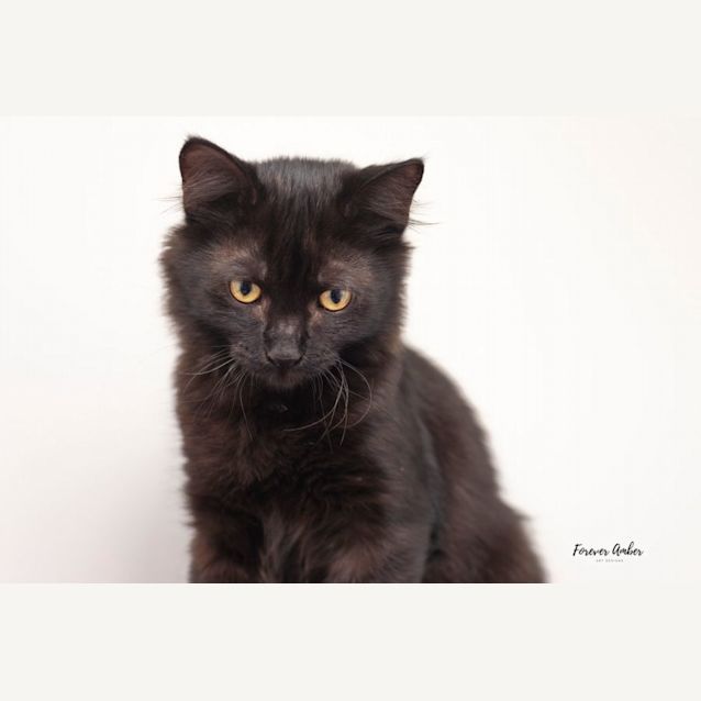 Photo of Deja ** 2nd Chance Cat Rescue**