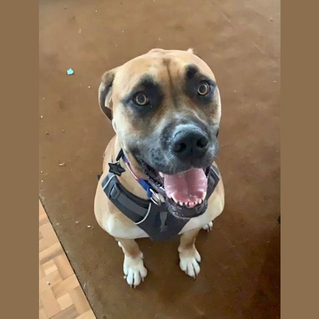 Photo of Bullet