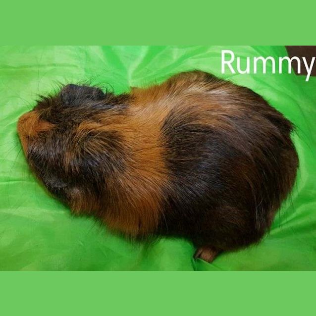 Photo of Rummy