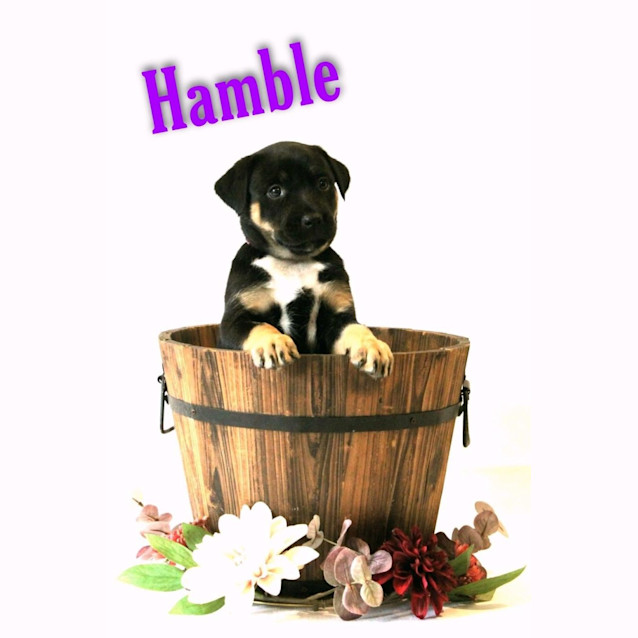 Photo of Hamble 