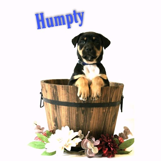 Photo of Humpty 