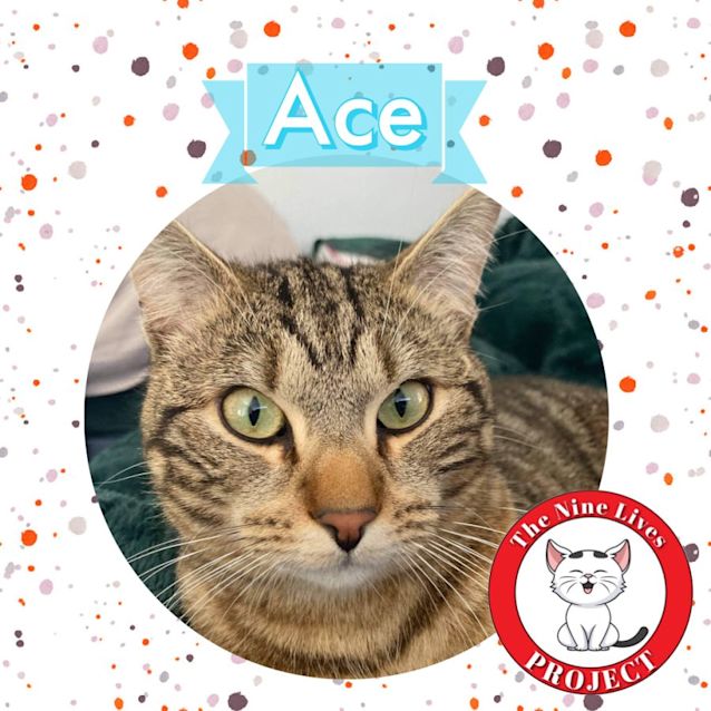 Photo of Ace *9 Lives Project Rescue*