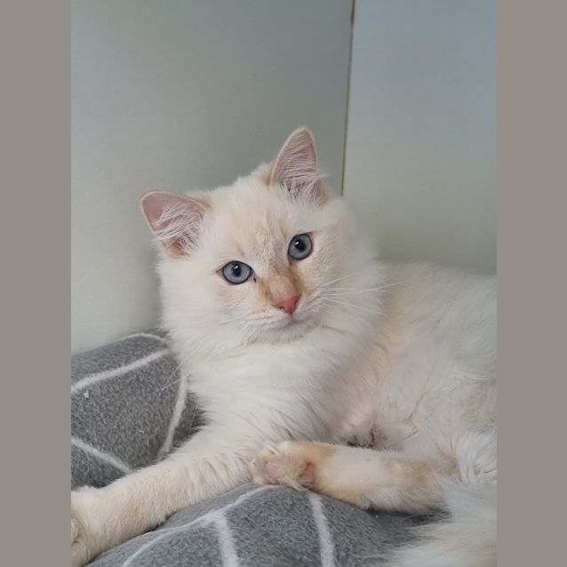 Photo of Marshmellow