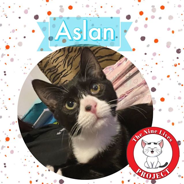 Photo of Aslan *9 Lives Project Rescue*