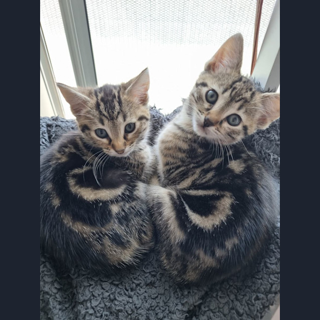 Photo of Mira & Astra
