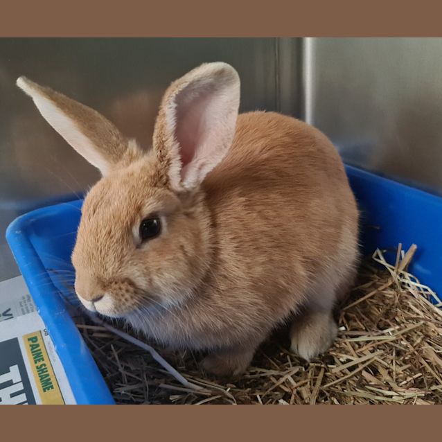 Photo of Honey