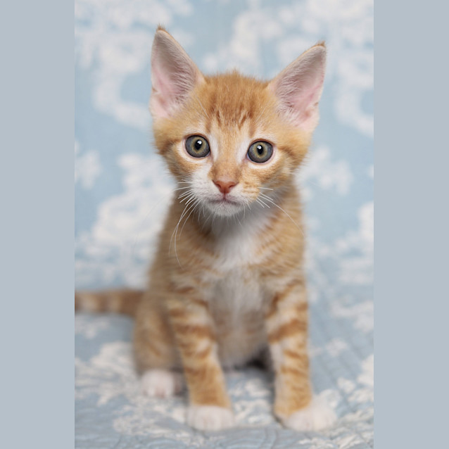 Photo of Pickles