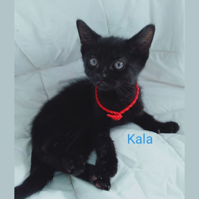Photo of Kala