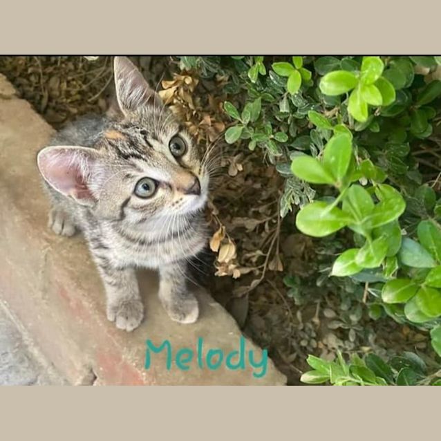 Photo of Melody