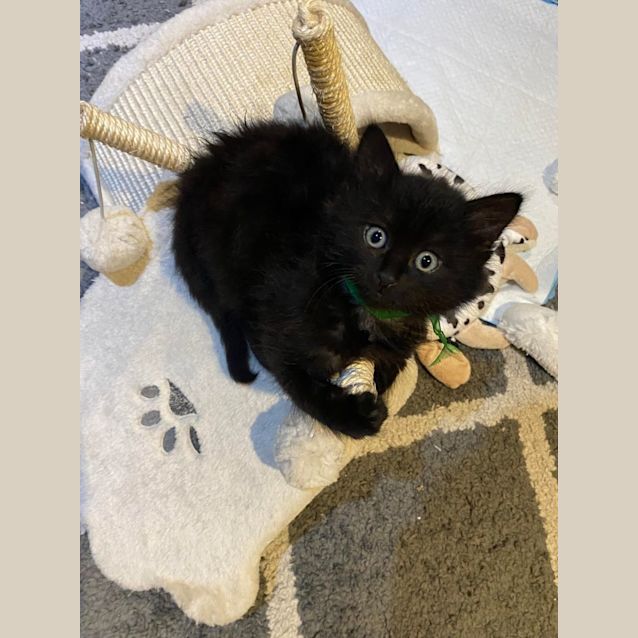 Photo of Stella