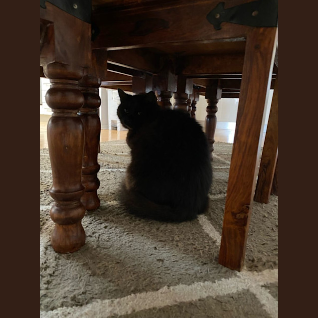Photo of Onyx 