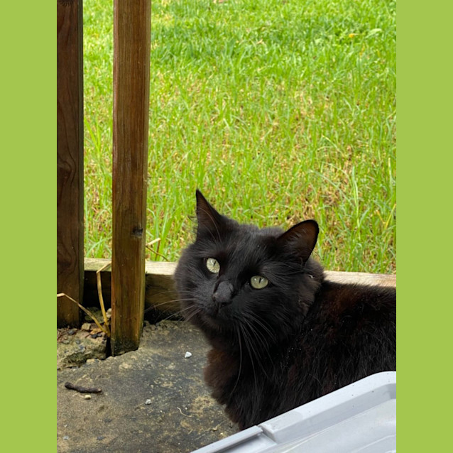 Photo of Onyx 