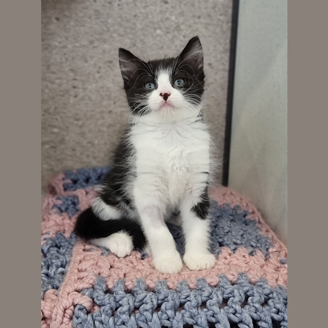 Photo of Kit
