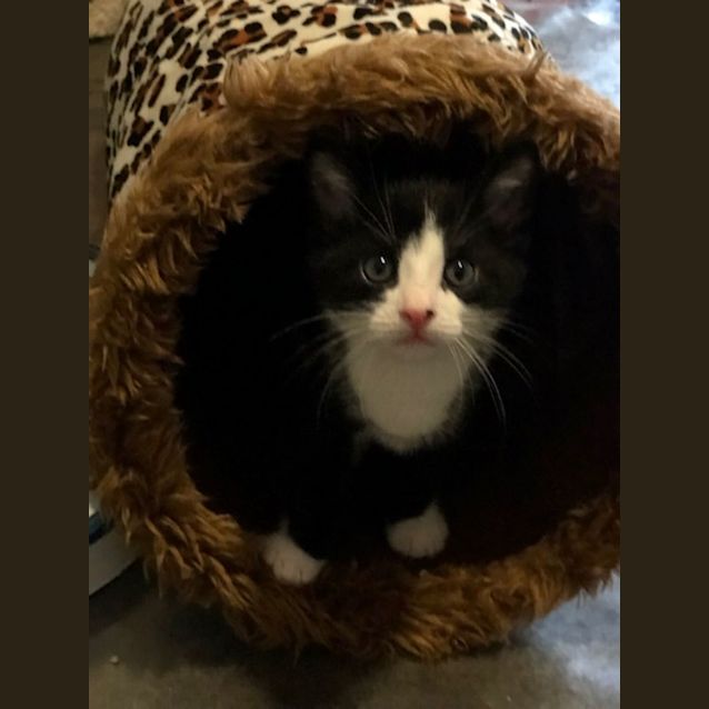 Photo of Max   Located In Preston
