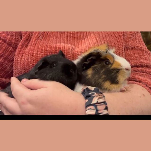 Photo of Pinky And The Brain