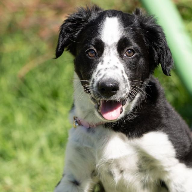 Border Collie Giving Out Good Night Kisses Melts Hearts Online