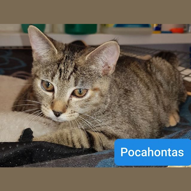 Photo of Pocahontas ** 2nd Chance Cat Rescue**