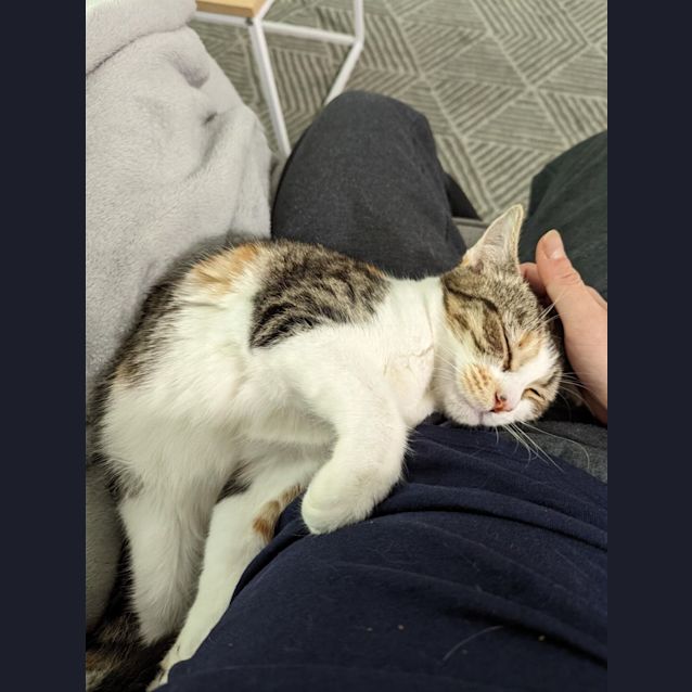 Photo of Clover 