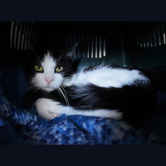 Photo of Tiki