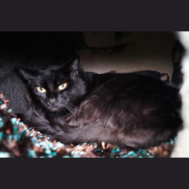 Photo of Star