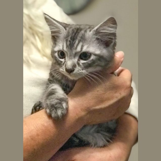 Photo of Janus ** 2nd Chance Cat Rescue**