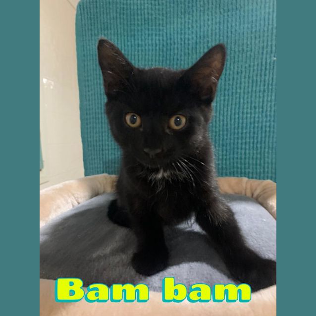 Photo of Bam Bam