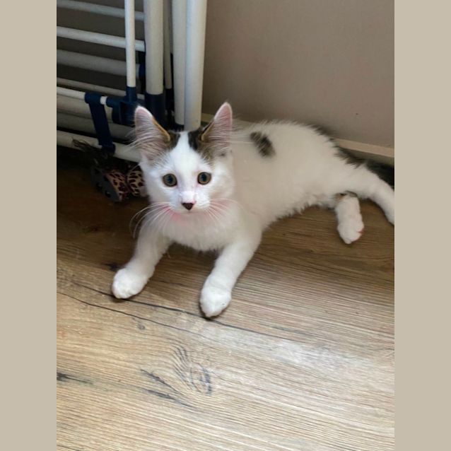 Photo of Achillies ~ Meet Me At Petstock Keysborough