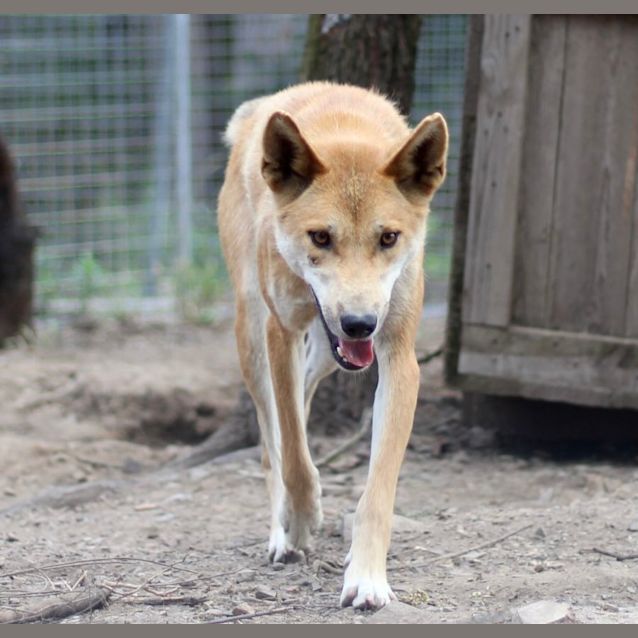 The Australian dingo: to be respected, at a distance