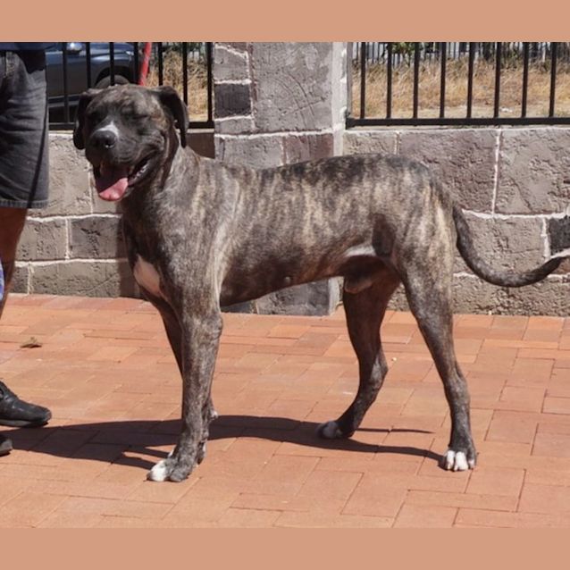 Photo of Apollo