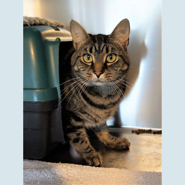 Photo of Oscar