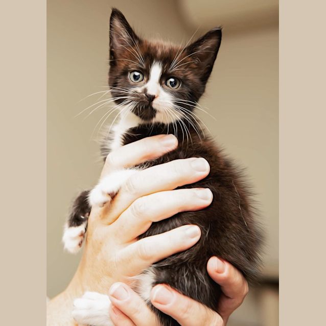 Photo of Dash   8 Week Old (On Trial 10/04/2022)