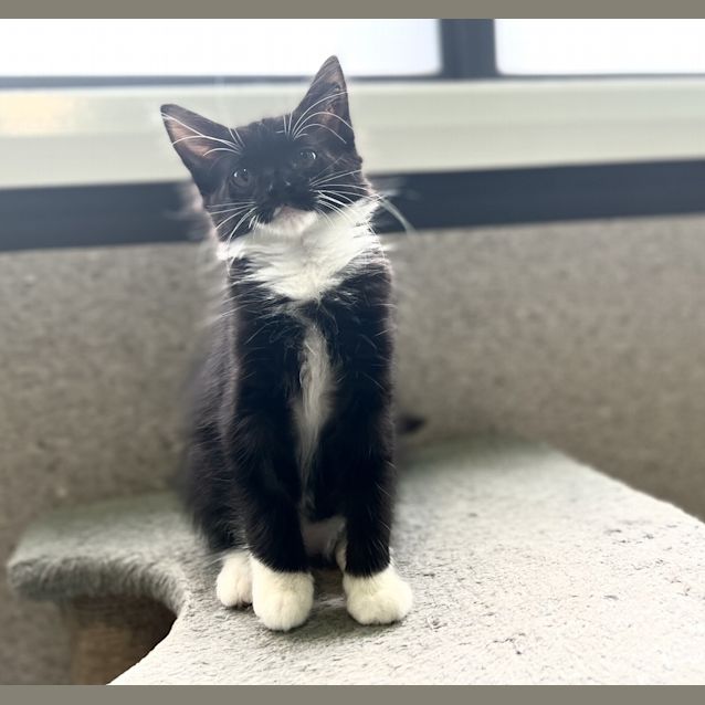 Photo of Pepsi