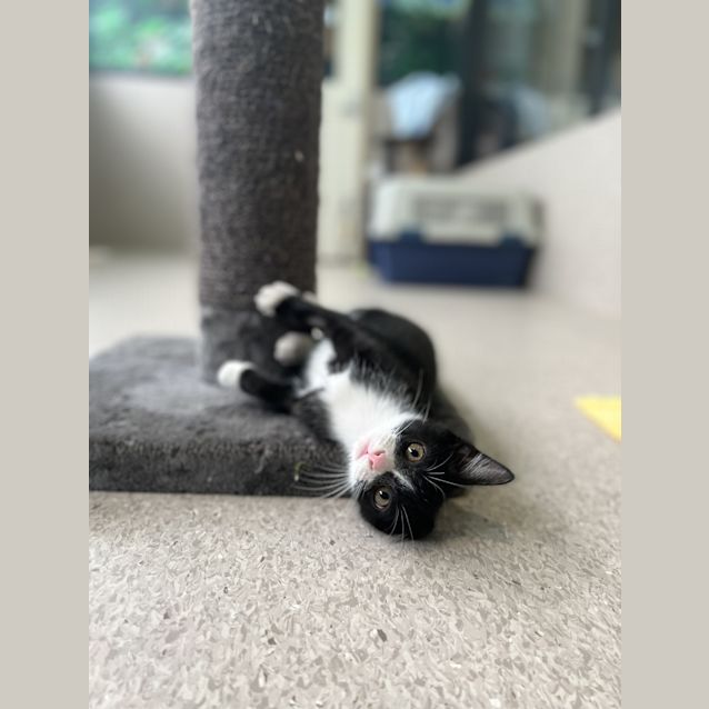 Photo of Cola